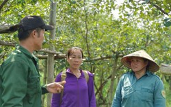 Nghệ An: Tuyệt chiêu dùng thuốc lào làm ra thứ cam sạch