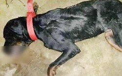 Ấn Độ: Chú chó xả thân giết chết hổ mang chúa bảo vệ chủ và kết cục đau lòng