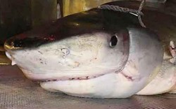 Bàn tay đeo nhẫn trong bụng cá mập hổ hé lộ sự thật kinh hoàng