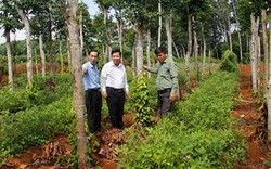 Trợ sức nông dân Gio Phong khôi phục vườn tiêu