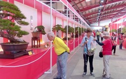 Dàn "người mẫu" bonsai Đài Loan cực khủng sắp "đổ bộ" về Sài thành
