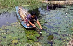 Trồng bông súng + nuôi cá đồng, nhẹ công lại bán đắt hàng