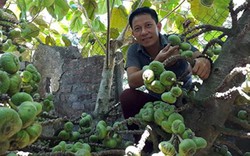 Những sản phẩm được ưa chuộng làm từ trái vả xứ Huế