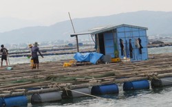 Phú Yên: Nơi nguy cơ “yết hầu” bão dữ