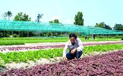 Quảng Nam: Cả làng trồng rau, cả nhà làm giàu cũng từ rau