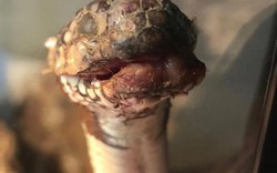 Con rắn “khốn khổ” mắc bệnh lạ trông như xác ướp sống