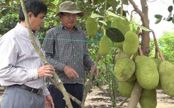 Phú Yên: Trồng cây trái cho khách du lịch vô hái, kiếm bộn tiền