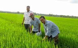 Vào tổ hợp tác, sản xuất lúa, nông dân lợi thấy rõ