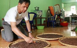 Lâm Đồng: Trồng và làm ra thứ cà phê "độc, lạ" bán 500 ngàn/ký
