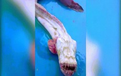 Video: Quái vật biển ngoài hành tinh kỳ dị gây hãi hùng