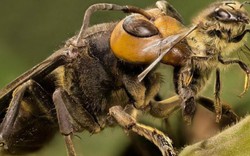 Ghê rợn loài ong khổng lồ có thể giết người bằng một vết đốt
