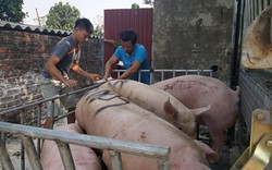 Giá lợn hơi tăng kỷ lục, lãnh đạo Cục Chăn nuôi lý giải vì sao?