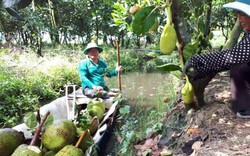 An Giang: Chống nạng trồng mít Thái, hái trái phải dùng thuyền chở