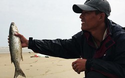 Kỳ thú mùa săn cá đối cồi tươi roi rói, giãy đành đạch ở Quảng Nam