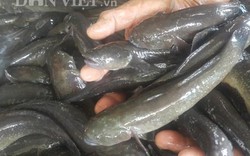 Nam Định: Giá cá bống bớp rớt "cái bịch", dân nuôi thua lỗ nặng