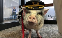 Chú lợn có biệt tài giúp hành khách máy bay hạnh phúc