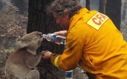 Lính cứu hỏa Australia để lại lời xin lỗi vì uống sữa trong nhà dân