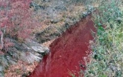 Con sông ở Hàn Quốc nhuộm đỏ máu lợn chết vì dịch tả lợn châu Phi