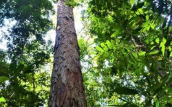 Cây cao nhất trong rừng rậm Amazon là cao bao nhiêu mét?
