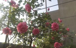 Xiêu lòng trước vườn hồng khoe sắc rực rỡ của bà mẹ ở Hải Phòng
