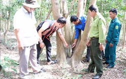 Loài cây trắc quý hiếm thế nào mà dân ở đây ngày đêm canh giữ?