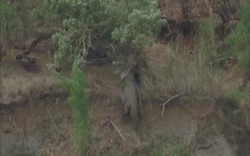 Video: Sư tử để xác ngựa vằn bên vách đá, quay lại đã bị kẻ khác nẫng tay trên