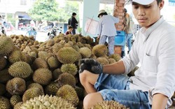 Thương lái Trung Quốc lùng mua, giá sầu riêng lên đỉnh 85.000 đ/kg