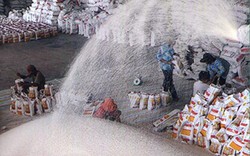 ST 24 thành gạo ngon nhất thế giới, xuất khẩu gạo sẽ khởi sắc?