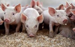 Tết 2020: "Việt Nam sẽ không bị khủng hoảng thịt lợn"