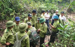 Quỹ BVPTR Quảng Nam: Hồi sinh những cánh rừng