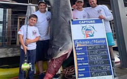Tình cờ bắt được cá mập cực "khủng" nghi thành tinh nặng gần 320 kg