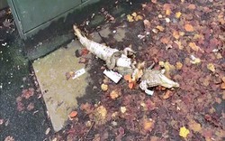 Video: Cá sấu sổng chuồng, hôm sau thấy xác bị chặt làm đôi