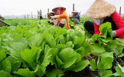 Tái cơ cấu nông nghiệp: “Bài toán khó” trồng rau công nghệ cao