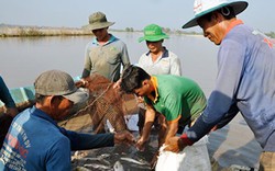 Hậu Giang: Hết lũ, bắt cá ruộng lên bán 10.000-35.000 đồng/ký