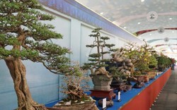 Cả ngàn "người mẫu" chân dài chân ngắn bonsai đang khoe sắc ở Sài Gòn