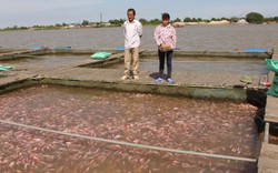 Vượt qua lầm lỗi, ông Chiểu “cá lồng” vươn lên thành tỷ phú