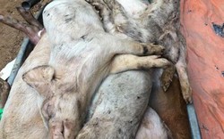 Đau xót vì mua 400 lợn con của Mavin bị nhiễm dịch tả heo châu Phi