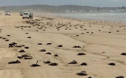 Bí ẩn đáng sợ hàng trăm con chim hải âu chết trên bãi biển Sydney