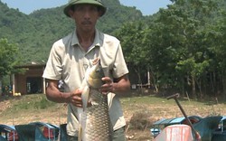 Quảng Bình: Cá trắm sông Son ngon thế nào mà khách ai cũng khen