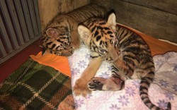 Vườn quốc gia Cúc Phương cứu hộ thành công 2 cá thể hổ 1 tuần tuổi
