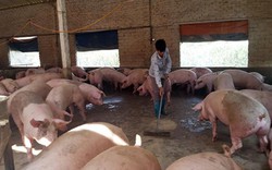 Tái đàn lợn: Không nuôi ồ ạt, ưu tiên đảm bảo an toàn sinh học