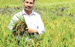 “Hai Lúa” mày mò làm gạo organic từ lúa tím, nếp cẩm