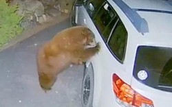 Con gấu mở cửa xe ô tô, trèo vào trong và cái kết bất ngờ