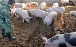 Chăn nuôi bài bản giúp bảo vệ đàn lợn trước dịch tả châu Phi