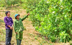 Hội giúp nông dân Mô Rai phát triển cây điều, mong mang về no ấm