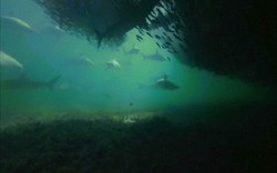 Hàng trăm cá mập hợp tác đi săn thông minh và kỳ lạ chưa từng thấy
