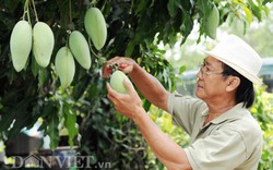Tín hiệu vui giữa lúc xuất khẩu rau quả sang Trung Quốc sụt giảm