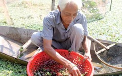 Đất trũng, cả làng bèn nuôi ốc nhồi, ai ngờ nhà nào cũng trúng lớn