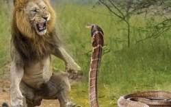 Cú táp kinh hoàng của rắn hổ mang chúa khi đối đầu sư tử