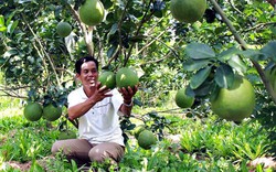 Cà Mau: Đất phèn mặn trồng bưởi da xanh trái to hơn mặt người